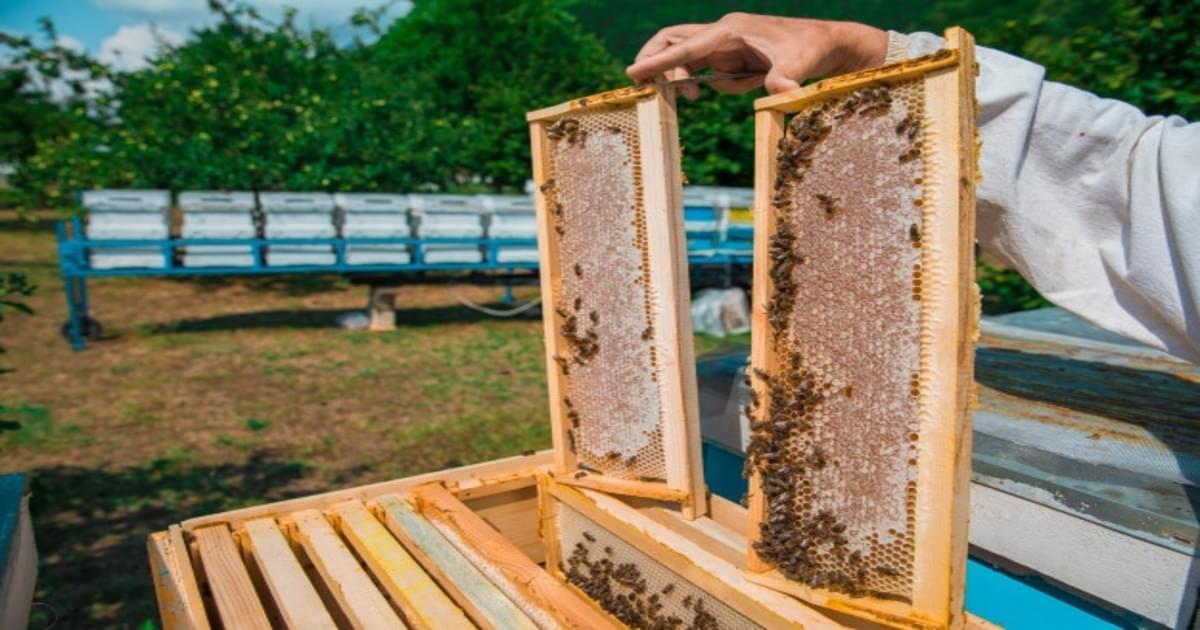 嬬恋村 (群馬) における、体験コンテンツの造成