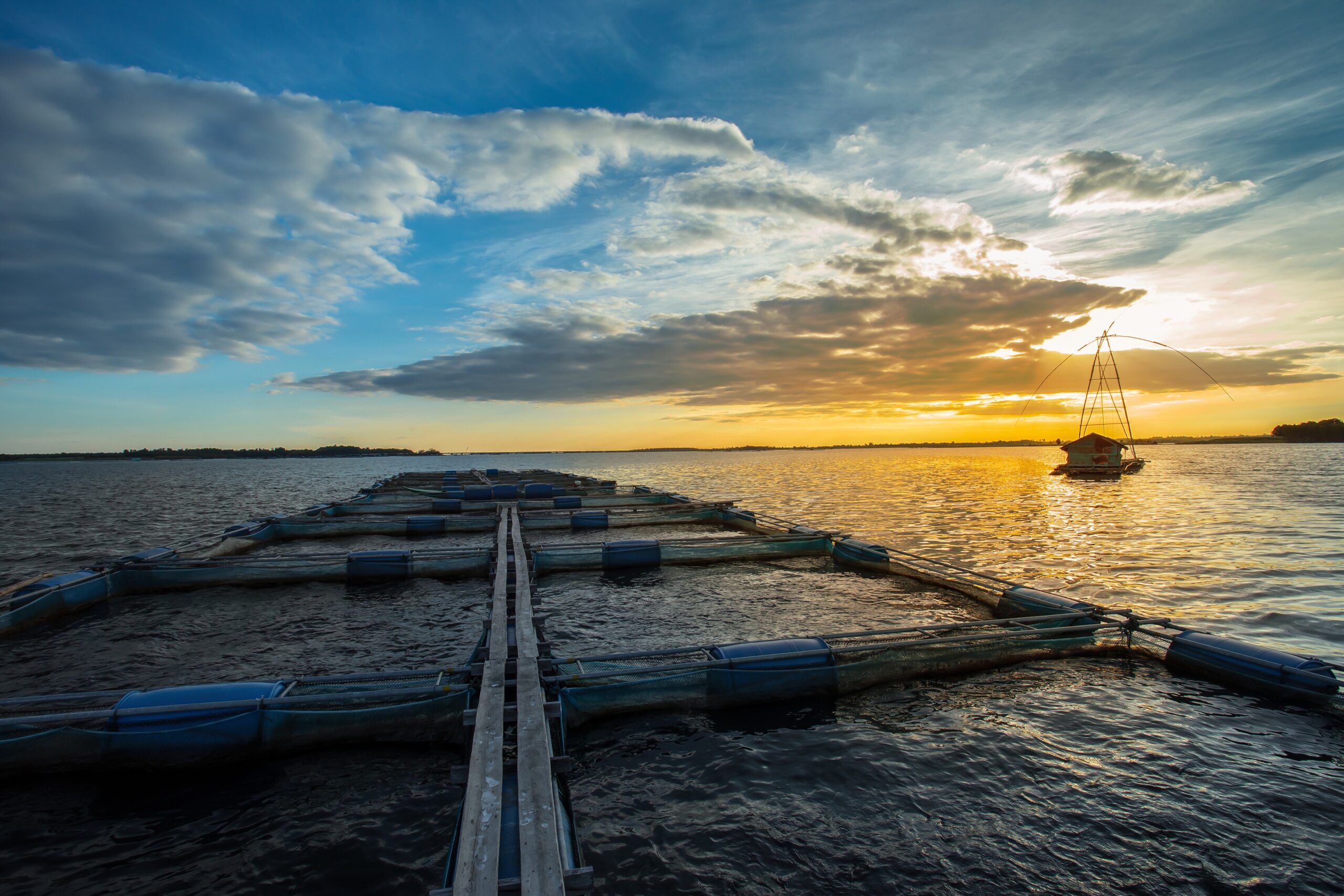 地域電力における、陸上養殖事業への参入検討 / 協業先探索