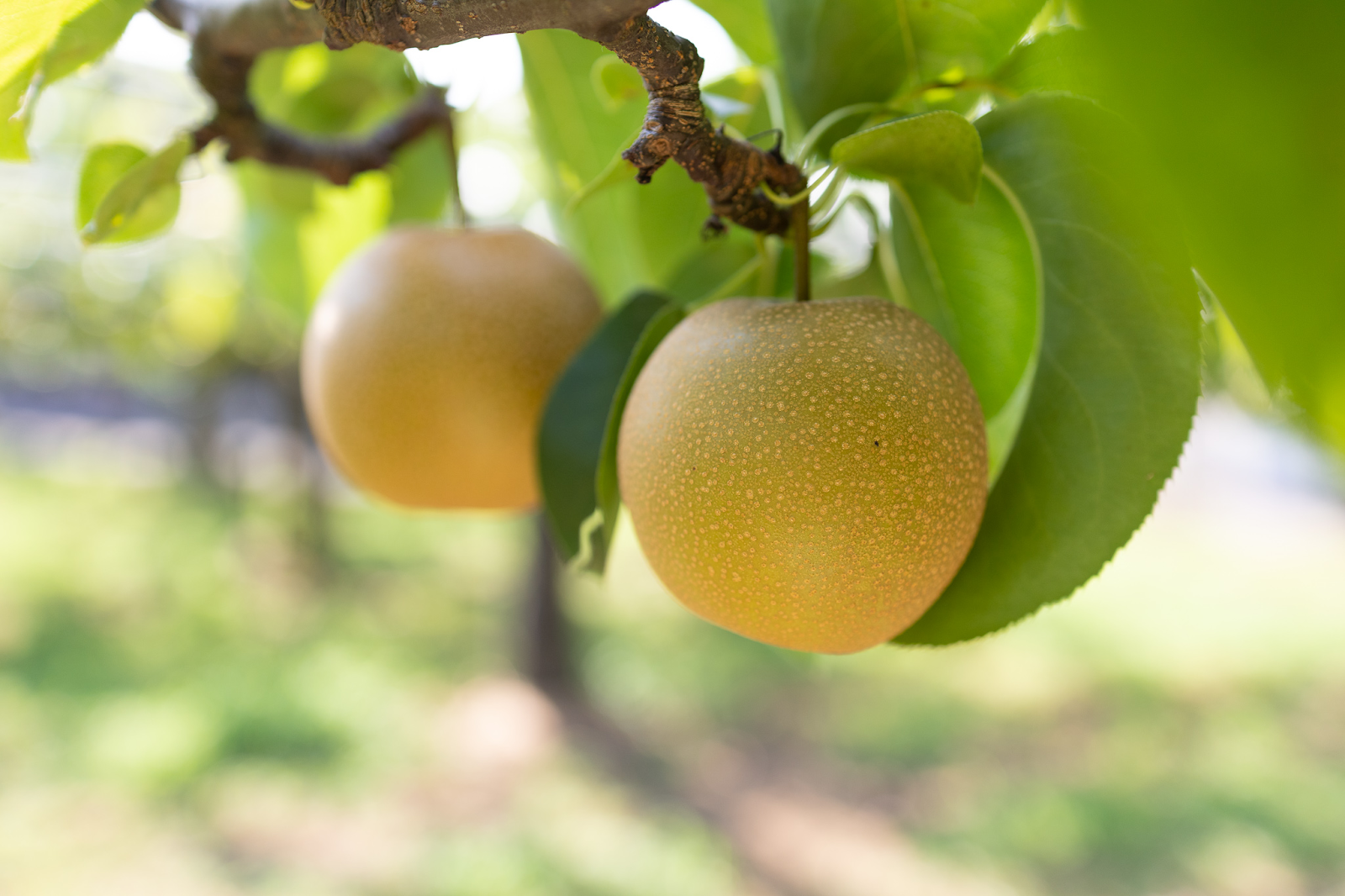 地域のフードロス削減をテーマとした、デザインインターンシップの実施